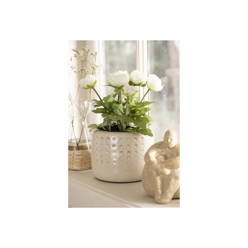 Ranunculus in a pot - White