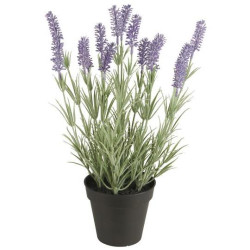 Potted lavender